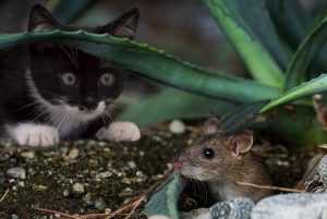 
 Как избавиться от мышей на даче навсегда — лучшие способы борьбы с грызунами		