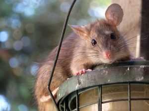 
 Купить отпугиватель крыс и мышей — какой лучше? Обзор и тестирование популярных устройств		