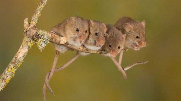 Полевая мышь – описание и образ жизни