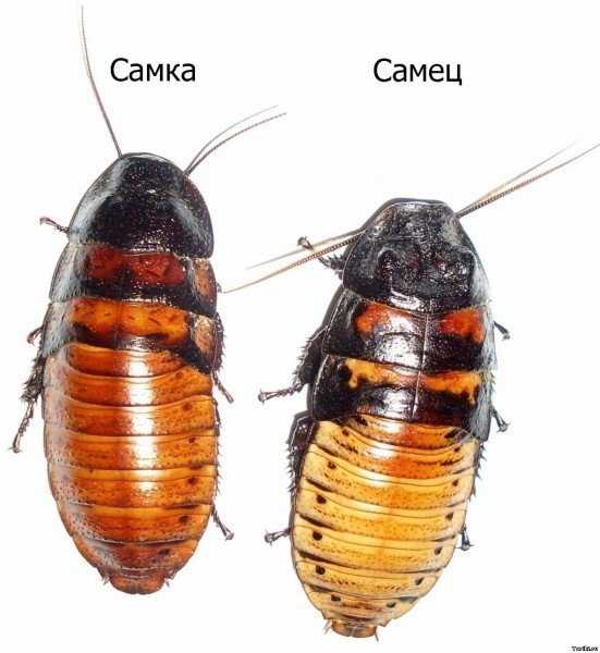 Мадагаскарский таракан — не таракан, а тараканище
