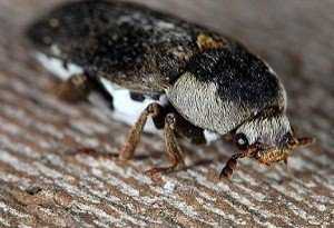 Маленькие жучки кожееды в квартире: как избавиться от вредного насекомого и уничтожить его личинок