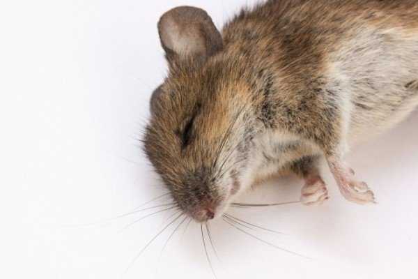 Преимущества отравы для борьбы с мышами и как ее применять
