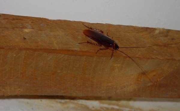 Причины появления тараканов в вашей квартире