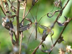 
 Большой комар с длинными ногами — как он называется и чем опасен?		