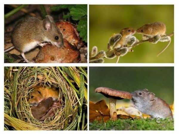 Описание лесной мыши