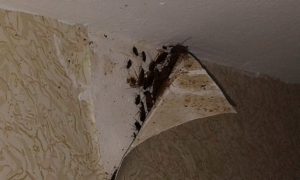 как избавиться от тараканов в общежитии народные способы и химические средства