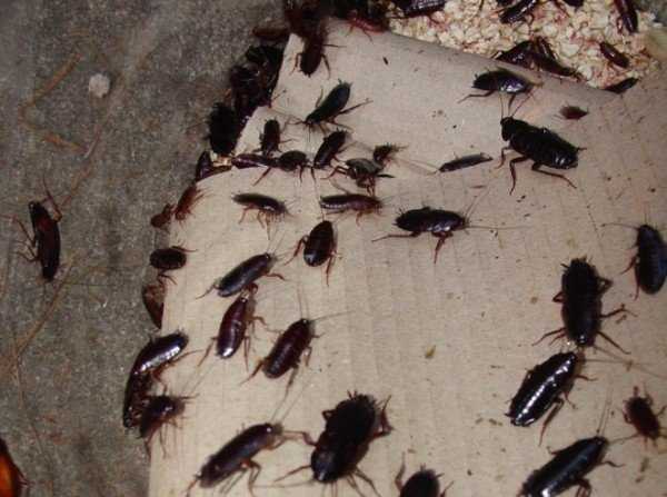 Лучшие методы дезинсекции против вездесущих тараканов