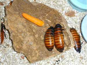 Мадагаскарский таракан любимый питомец