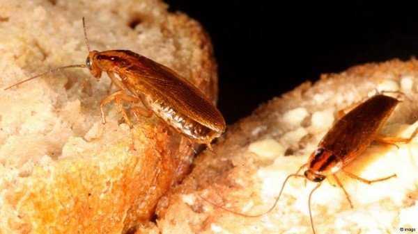 Что нужно знать о рыжих тараканах