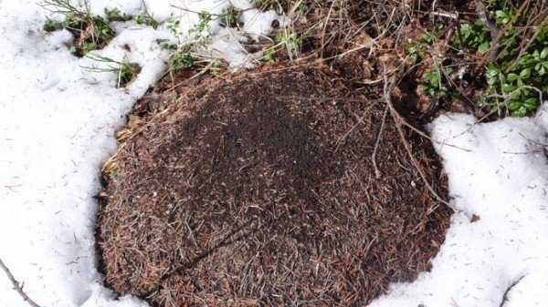 Как зимуют садовые муравьи — как муравьи готовятся к зиме?