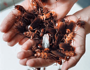 Комбат эффективное средство от тараканов или ловушка маркетологов
