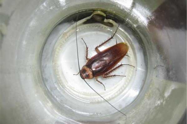 Самые безопасные и простые в использовании ловушки для тараканов