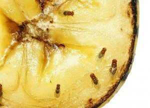 Плодовые или фруктовые мошки: как избавиться от насекомых и предотвратить их повторное появление