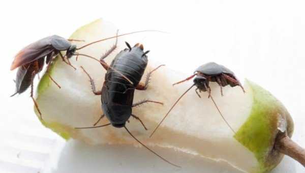 Укус таракана: причины и последствия