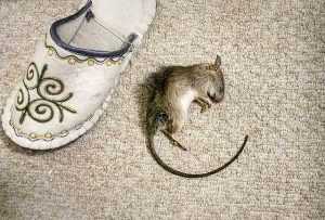 
 7 способов борьбы с мышами в частном доме		