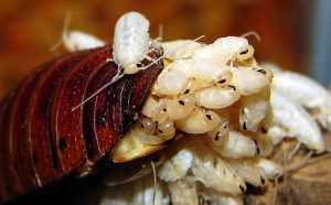 Личинки тараканов или почему после дезинсекции насекомые возвращаются снова
