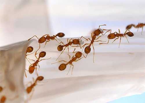 Уничтожение муравьев в квартире — гель для уничтожения муравьев