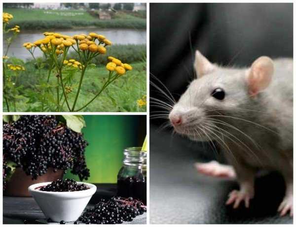 15 отпугивающих запахов для мышей