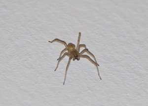 Почему появляются пауки в квартире и как от них избавиться при помощи химических и народных средств