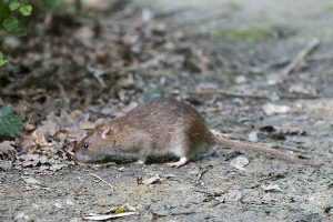  Борьба с крысами в частном доме — средства и методы 