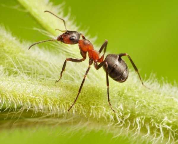 Борьба на садовом участке с муравьями — методы борьбы