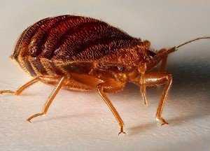 Кровососущие насекомые или постельные клопы: как избавиться в домашних условиях и не допустить повторного появления паразитов