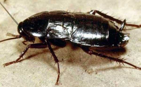 Причины появления тараканов в вашей квартире