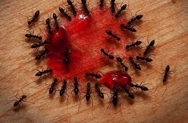 Домашние муравьи как избавиться — народные средства