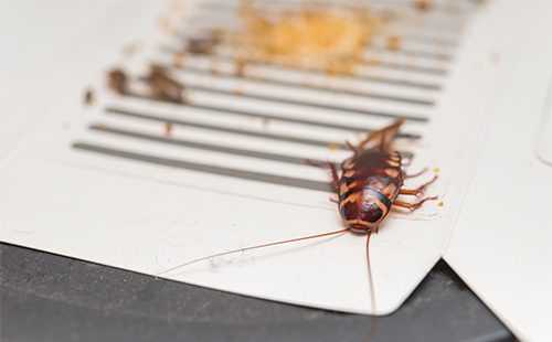 Откуда берутся тараканы в квартире, и почему от проблемы не застрахованы даже чистоплотные хозяйки