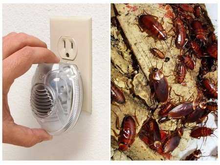 Борьба с тараканами в квартире электронный отпугиватель