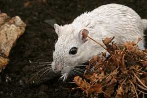 
 Каких запахов боятся мыши: избавьтесь от грызунов гуманным способом		