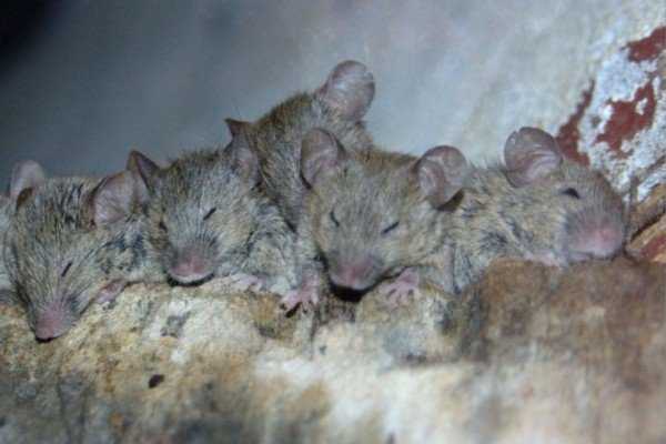 Особенности поведения и внешнего вида домовой мыши