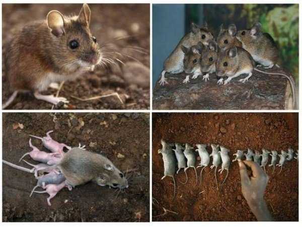 Какие бывают виды мышей