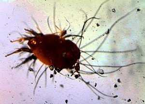 Клещ домашней пыли или пылевой клещ: фото, чем опасны паразиты для человека и как от них избавиться