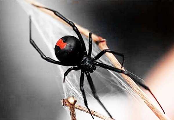 
 Крестовик — паук ядовитый или нет, и что будет, если он укусит?		