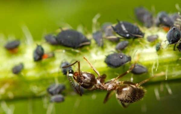 Что муравьи едят — чем питаются муравьи?