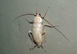 Белые тараканы или страшный мутант
