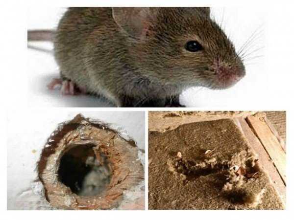 5 утеплителей, которые не грызут мыши