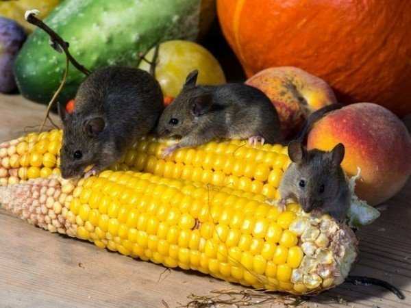 Борьба с мышами на дачном участке: 5 лучших средств