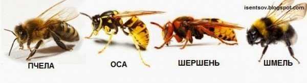 
 Как отличить пчелу от осы, кто из них приносит больше пользы, чьи укусы опаснее		