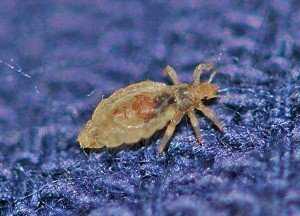 Платяная или бельевая вша: фото кусачего паразита и эффективные способы выведения насекомого из жилища