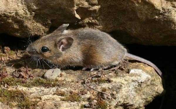 Преимущества отравы для борьбы с мышами и как ее применять