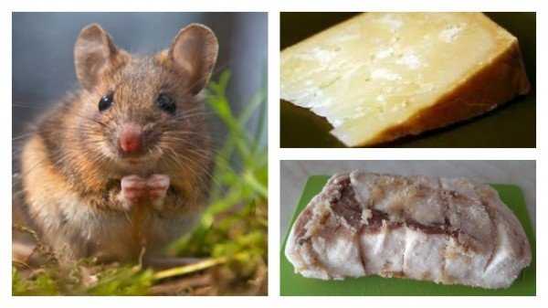 Чем приманить грызунов: что любят мыши и крысы