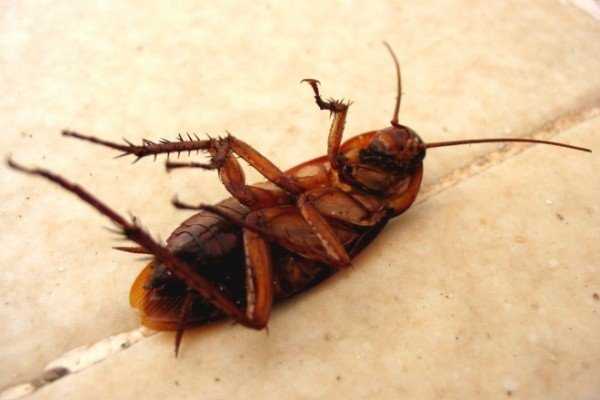 Самые безопасные и простые в использовании ловушки для тараканов