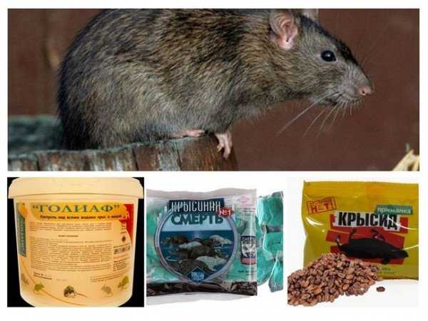 12 эффективных средств от мышей