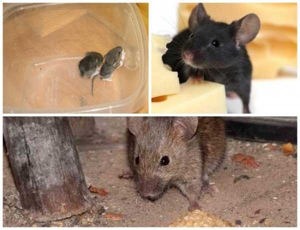 Самостоятельное избавление от мышей в домашних условиях