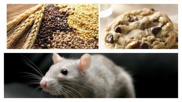 Чем приманить грызунов: что любят мыши и крысы