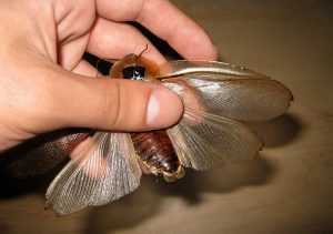 Летающий таракан из кошмаров инсектофоба
