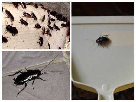 Причины появления черных тараканов в квартире и методы борьбы с ними
