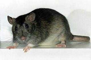 
 Чем крысы отличаются от мышей: биологическая и поведенческая дифференциация грызунов		